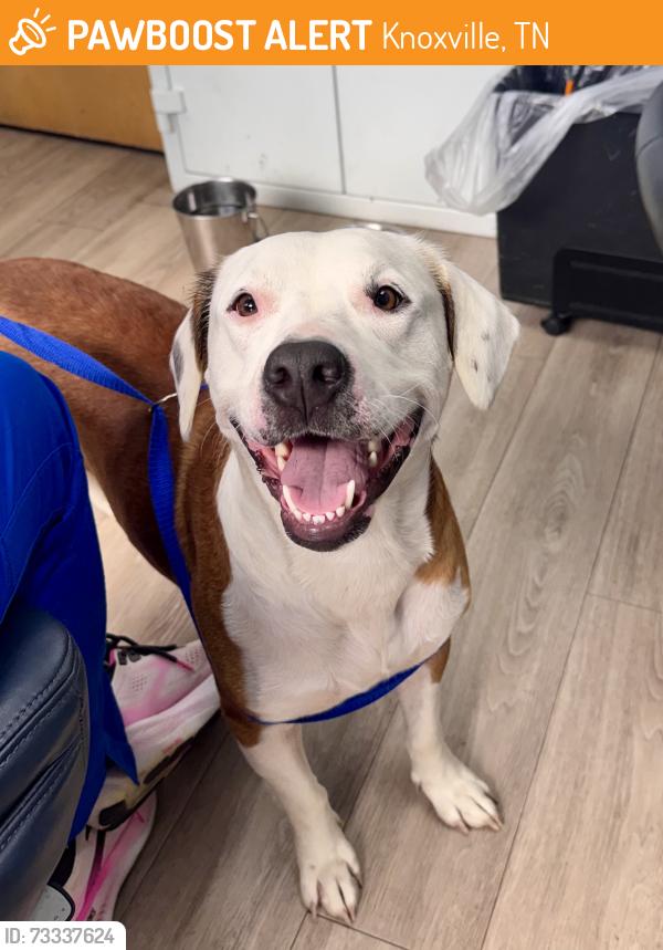 Found/Stray Female Dog last seen Woodson Drive and South Hills Drive, Knoxville, TN 37920
