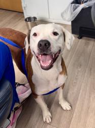 Found/Stray Female Dog last seen Woodson Drive and South Hills Drive, Knoxville, TN 37920