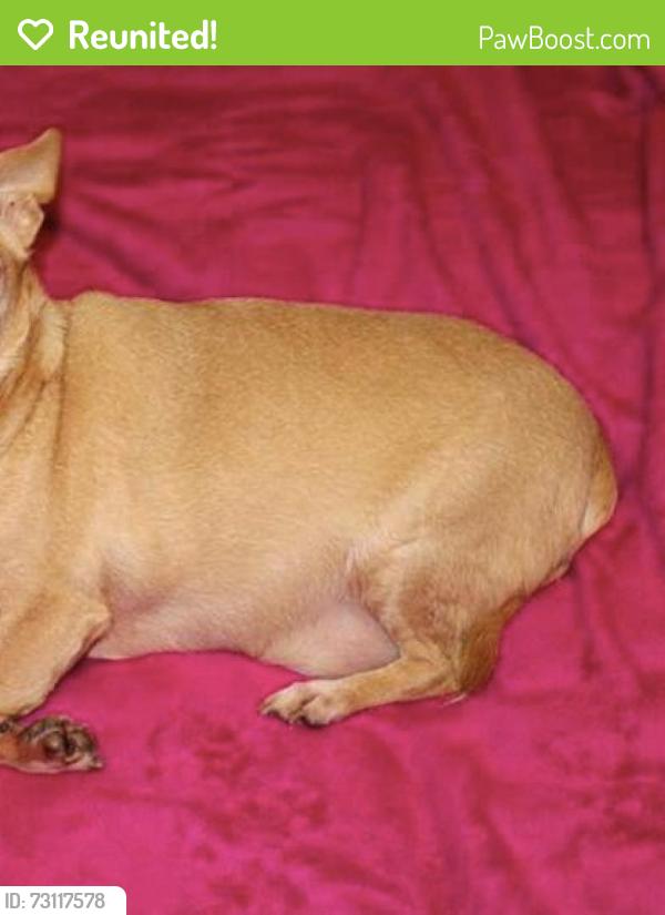 Reunited Female Dog last seen 71st and yale, Tulsa, OK 74136