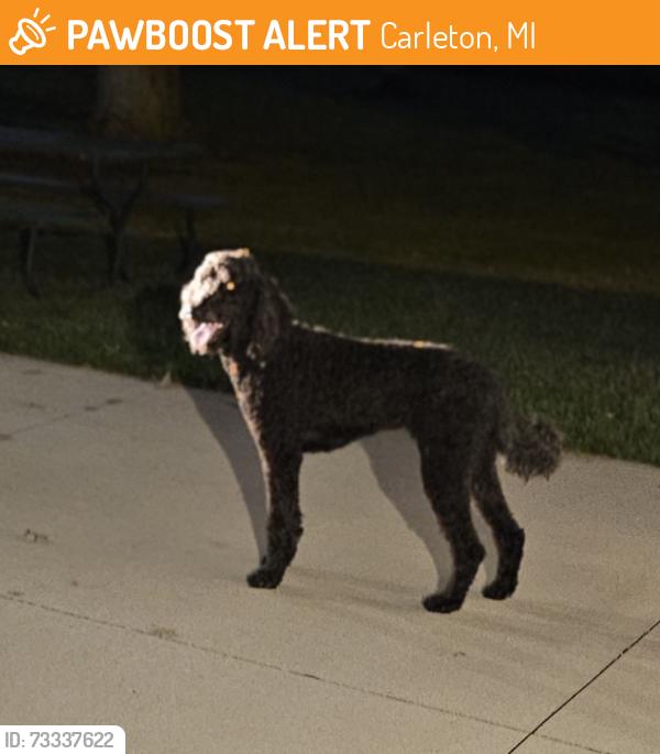 Found/Stray Unknown Dog last seen Finzel Rd., Carleton, MI 48117
