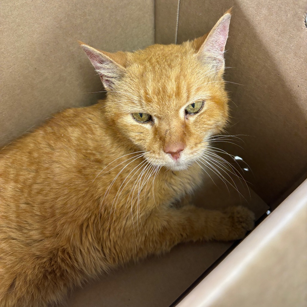 Shelter Stray Male Cat last seen , 425 Kirksey Dr, Morganton, NC 28655, USA