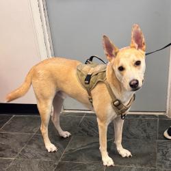 Shelter Stray Male Dog last seen , 3607 N Armenia Ave, Tampa, FL 33607, USA