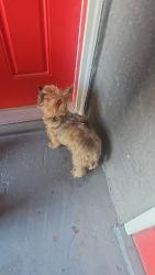 Reunited Unknown Dog last seen Near Shadow Mountain Dr, El Paso, TX 79912, USA, El Paso, TX 79912