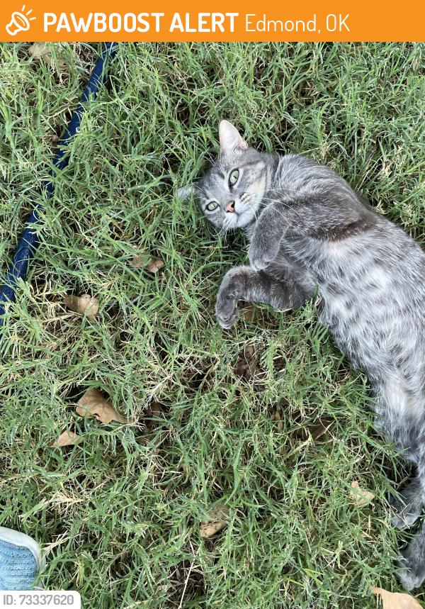 Found/Stray Male Cat last seen Coltrane and E 33rd St, Edmond, OK 73013