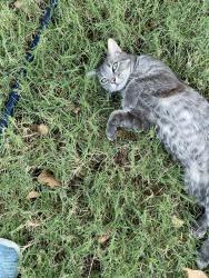 Found/Stray Male Cat last seen Coltrane and E 33rd St, Edmond, OK 73013