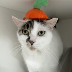 Shelter Stray Female Cat last seen , 3607 N Armenia Ave, Tampa, FL 33607, USA