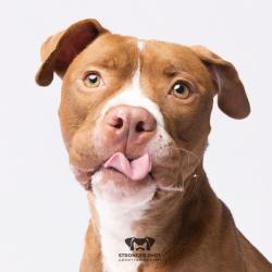 Shelter Stray Male Dog last seen , 3607 N Armenia Ave, Tampa, FL 33607, USA