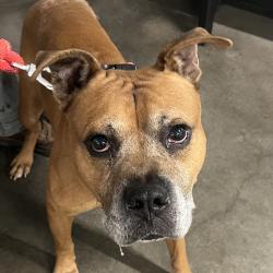 Shelter Stray Male Dog last seen , 3607 N Armenia Ave, Tampa, FL 33607, USA
