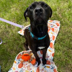 Shelter Stray Male Dog last seen , 3607 N Armenia Ave, Tampa, FL 33607, USA