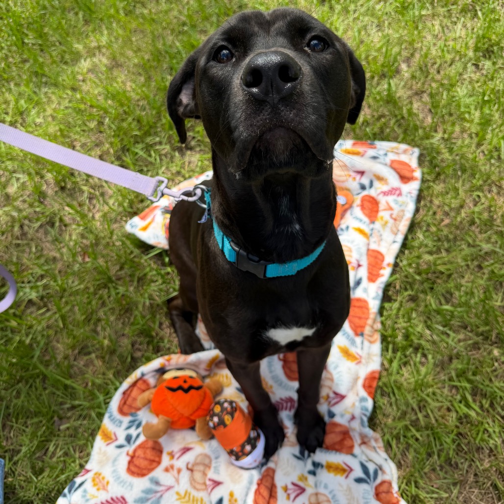 Shelter Stray Male Dog last seen , 3607 N Armenia Ave, Tampa, FL 33607, USA