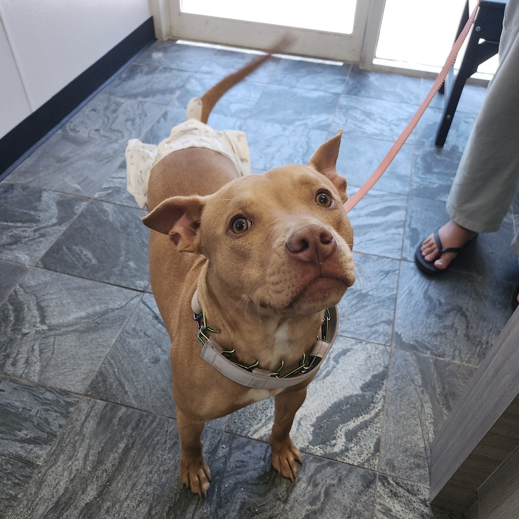 Shelter Stray Female Dog last seen , 3607 N Armenia Ave, Tampa, FL 33607, USA