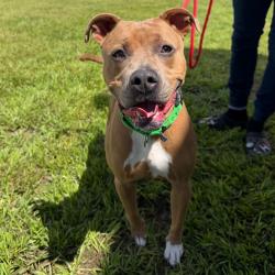 Shelter Stray Male Dog last seen , 3607 N Armenia Ave, Tampa, FL 33607, USA