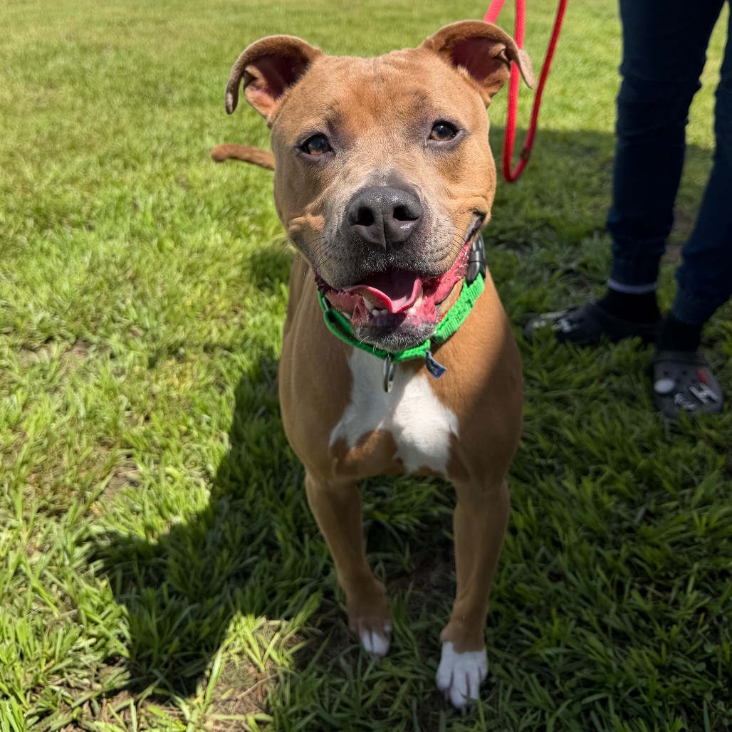 Shelter Stray Male Dog last seen , 3607 N Armenia Ave, Tampa, FL 33607, USA