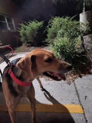 Reunited Unknown Dog last seen Fishermans/Radnor Road, Norfolk, VA 23503