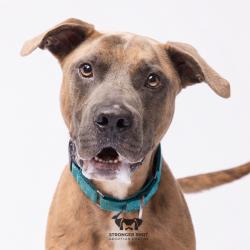 Shelter Stray Male Dog last seen , 3607 N Armenia Ave, Tampa, FL 33607, USA