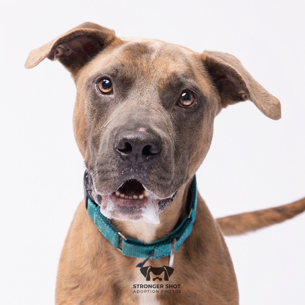 Shelter Stray Male Dog last seen , 3607 N Armenia Ave, Tampa, FL 33607, USA