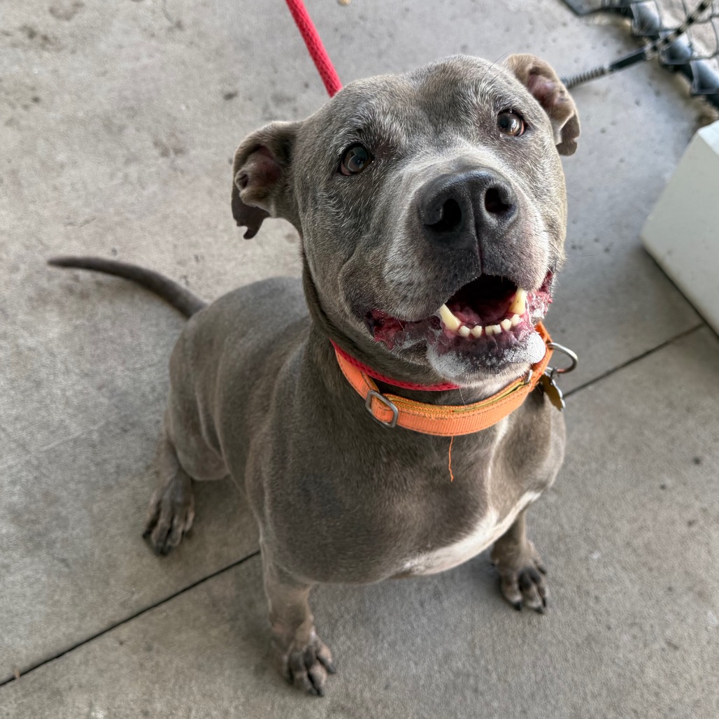 Shelter Stray Male Dog last seen , 3607 N Armenia Ave, Tampa, FL 33607, USA