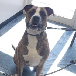 Shelter Stray Male Dog last seen , 3607 N Armenia Ave, Tampa, FL 33607, USA