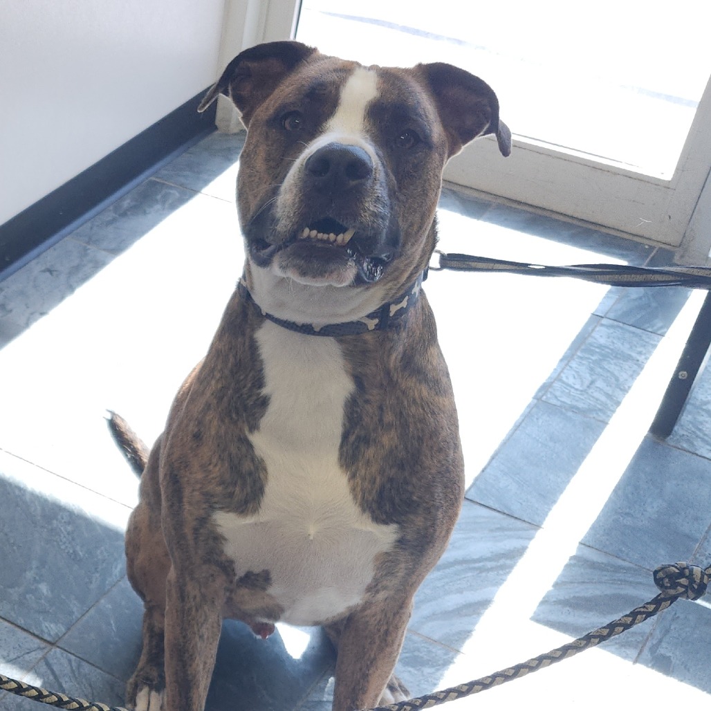 Shelter Stray Male Dog last seen , 3607 N Armenia Ave, Tampa, FL 33607, USA