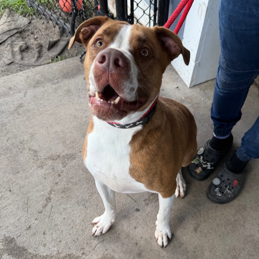 Shelter Stray Male Dog last seen , 3607 N Armenia Ave, Tampa, FL 33607, USA