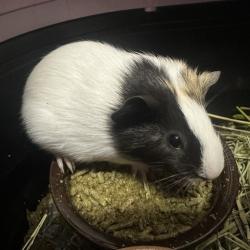 Shelter Stray Female Other last seen , 3607 N Armenia Ave, Tampa, FL 33607, USA