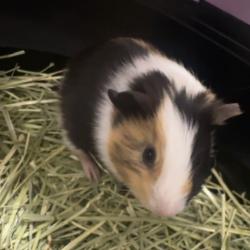 Shelter Stray Male Other last seen , 3607 N Armenia Ave, Tampa, FL 33607, USA