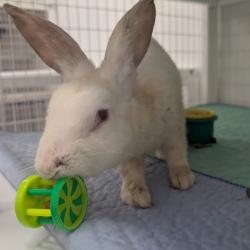 Shelter Stray Male Rabbit last seen , 3607 N Armenia Ave, Tampa, FL 33607, USA