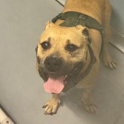 Shelter Stray Female Dog last seen , Animal Care & Control Team of Philly, 111 W Hunting Park Ave, Philadelphia, PA 19140, USA