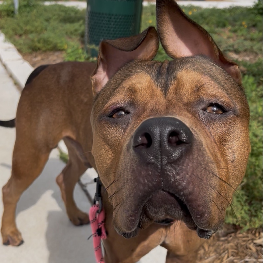 Shelter Stray Male Dog last seen , 3607 N Armenia Ave, Tampa, FL 33607, USA
