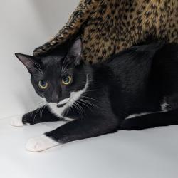 Shelter Stray Female Cat last seen , 3607 N Armenia Ave, Tampa, FL 33607, USA