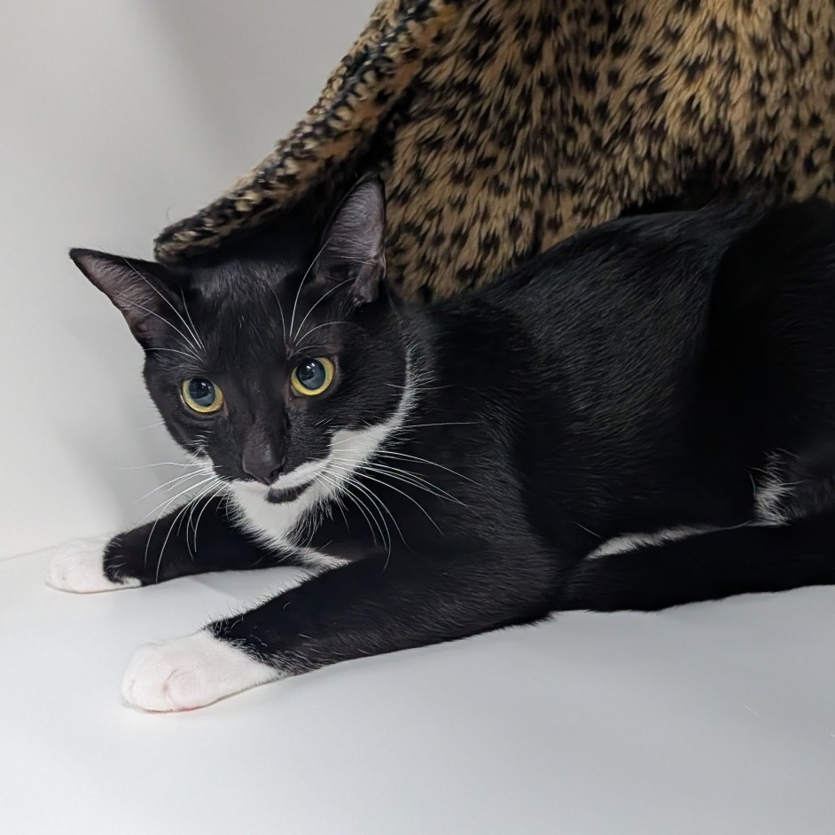 Shelter Stray Female Cat last seen , 3607 N Armenia Ave, Tampa, FL 33607, USA
