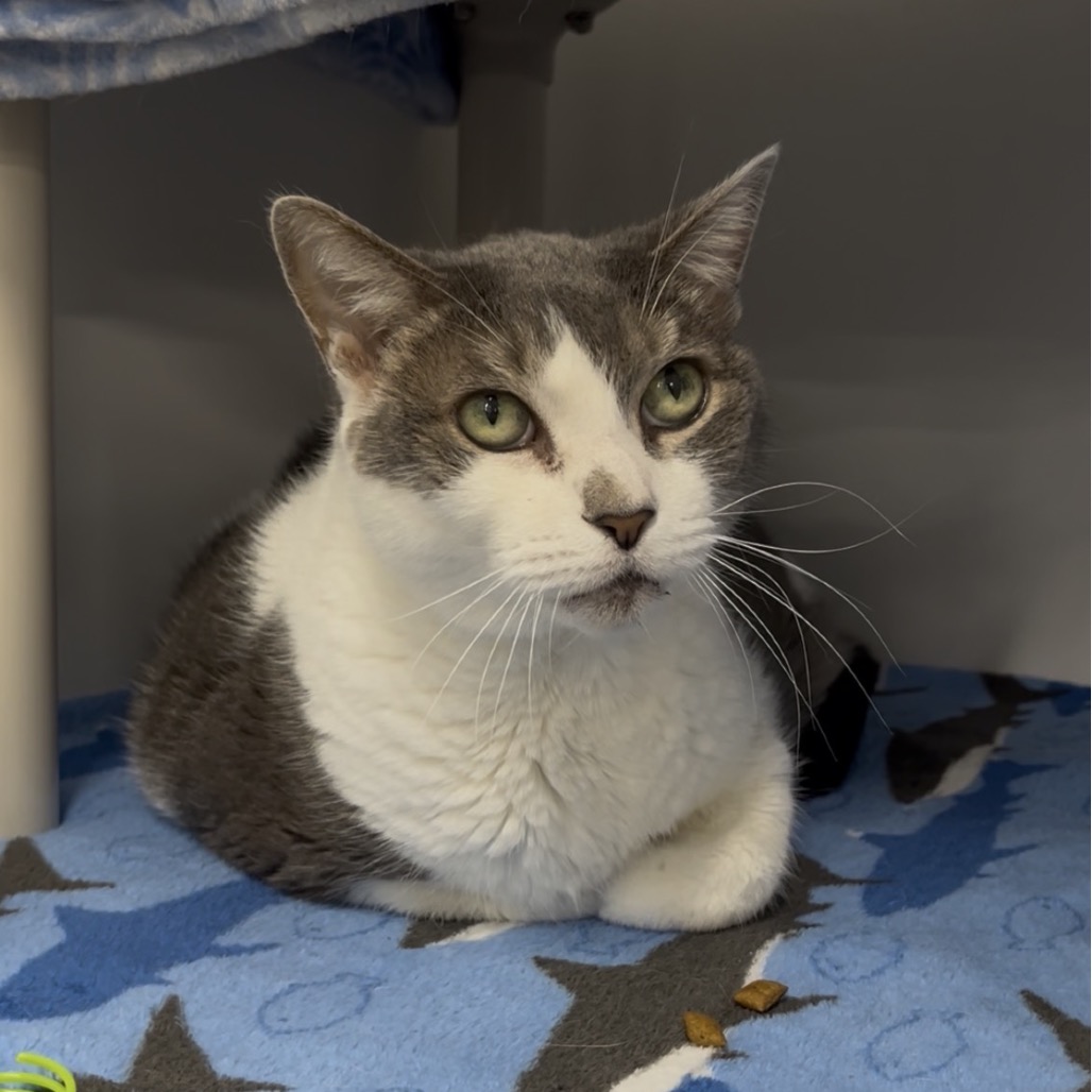 Shelter Stray Female Cat last seen , 3607 N Armenia Ave, Tampa, FL 33607, USA