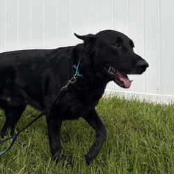 Shelter Stray Male Dog last seen , 3607 N Armenia Ave, Tampa, FL 33607, USA
