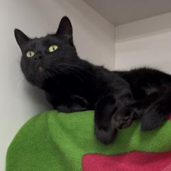 Shelter Stray Male Cat last seen , 3607 N Armenia Ave, Tampa, FL 33607, USA