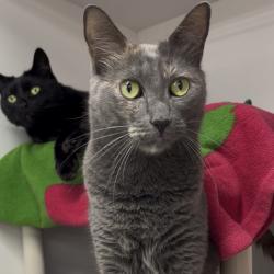 Shelter Stray Female Cat last seen , 3607 N Armenia Ave, Tampa, FL 33607, USA