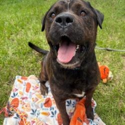 Shelter Stray Male Dog last seen , 3607 N Armenia Ave, Tampa, FL 33607, USA