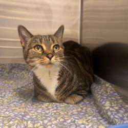 Shelter Stray Female Cat last seen , 3607 N Armenia Ave, Tampa, FL 33607, USA