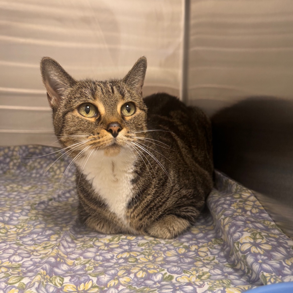 Shelter Stray Female Cat last seen , 3607 N Armenia Ave, Tampa, FL 33607, USA