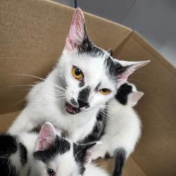 Shelter Stray Female Cat last seen , 3607 N Armenia Ave, Tampa, FL 33607, USA