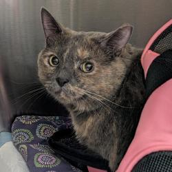 Shelter Stray Female Cat last seen , 3607 N Armenia Ave, Tampa, FL 33607, USA