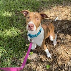 Shelter Stray Female Dog last seen , 3607 N Armenia Ave, Tampa, FL 33607, USA