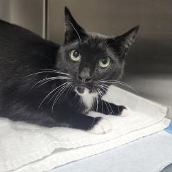 Shelter Stray Male Cat last seen , 3607 N Armenia Ave, Tampa, FL 33607, USA