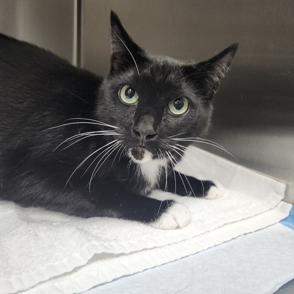 Shelter Stray Male Cat last seen , 3607 N Armenia Ave, Tampa, FL 33607, USA