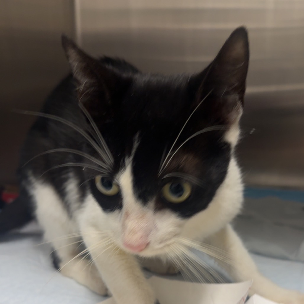 Shelter Stray Male Cat last seen , 3607 N Armenia Ave, Tampa, FL 33607, USA