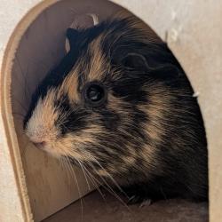 Shelter Stray Female Other last seen , 3607 N Armenia Ave, Tampa, FL 33607, USA