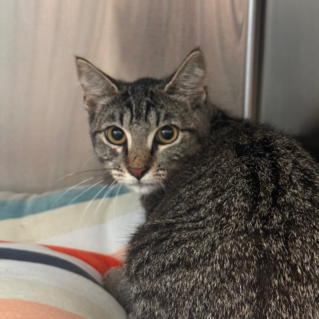 Shelter Stray Female Cat last seen , 3607 N Armenia Ave, Tampa, FL 33607, USA
