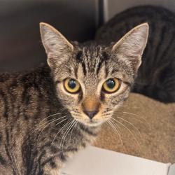 Shelter Stray Female Cat last seen , 3607 N Armenia Ave, Tampa, FL 33607, USA