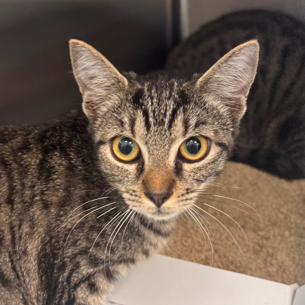 Shelter Stray Female Cat last seen , 3607 N Armenia Ave, Tampa, FL 33607, USA