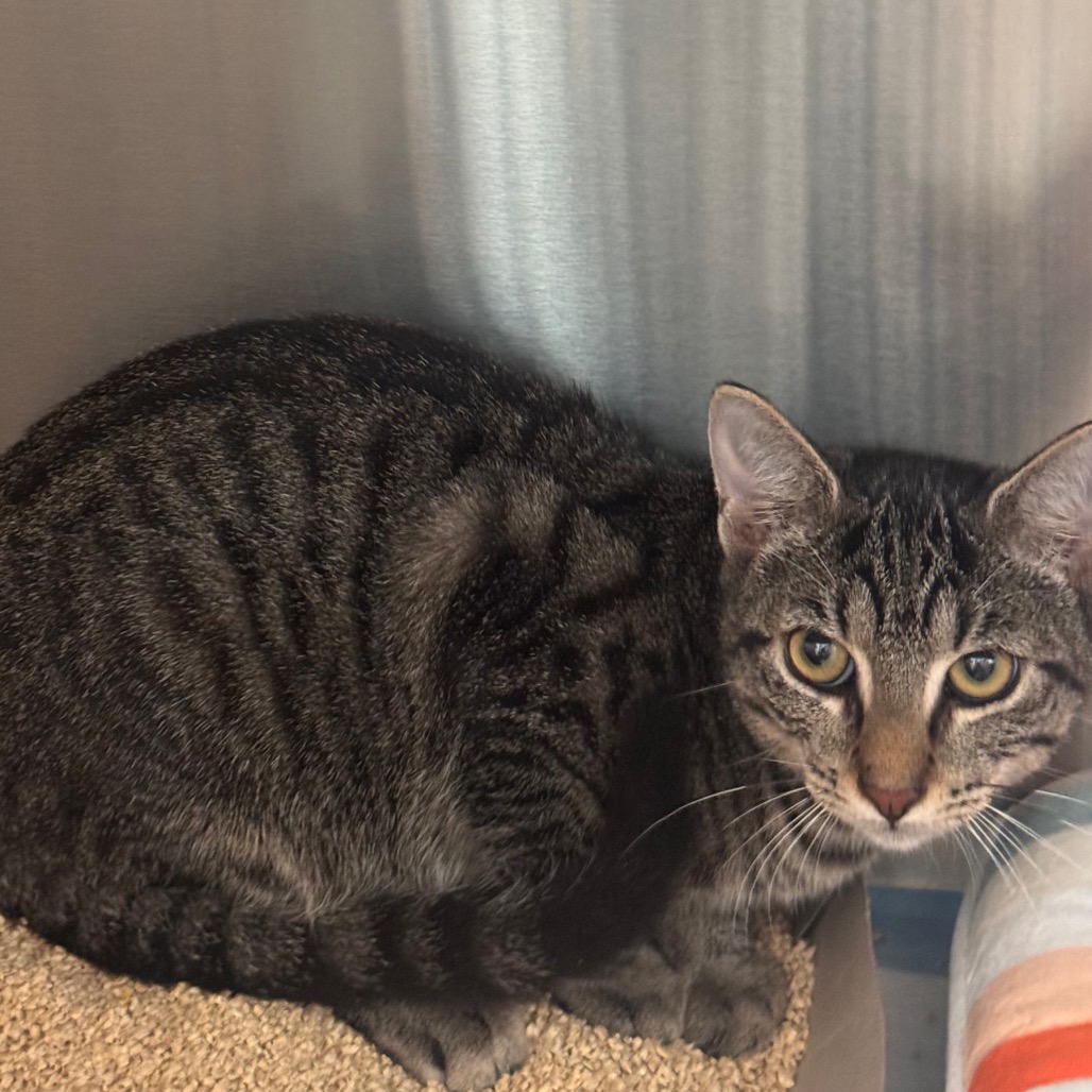 Shelter Stray Male Cat last seen , 3607 N Armenia Ave, Tampa, FL 33607, USA