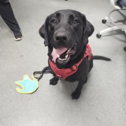 Shelter Stray Male Dog last seen , 3607 N Armenia Ave, Tampa, FL 33607, USA
